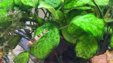 camarón de agua dulce de abeja de taiwán negro cristalino camina sobre la planta de acuario de anubias