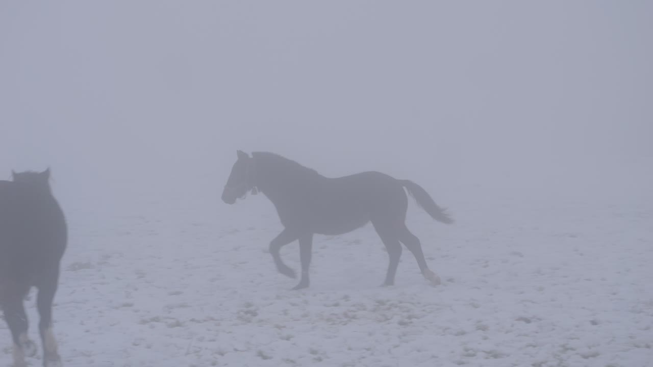 It's winter and it's snowing on the pasture. Horses run around on the snow-covered meadow. There is thick fog and you can almost only see the silhouettes of the animals