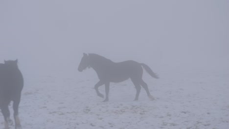 es invierno y está nevando en el pasto. los caballos corren por el prado cubierto de nieve. hay una espesa niebla y casi sólo se pueden ver las siluetas de los animales