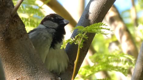 a pretty sparrow perched on the branch of a tree singing