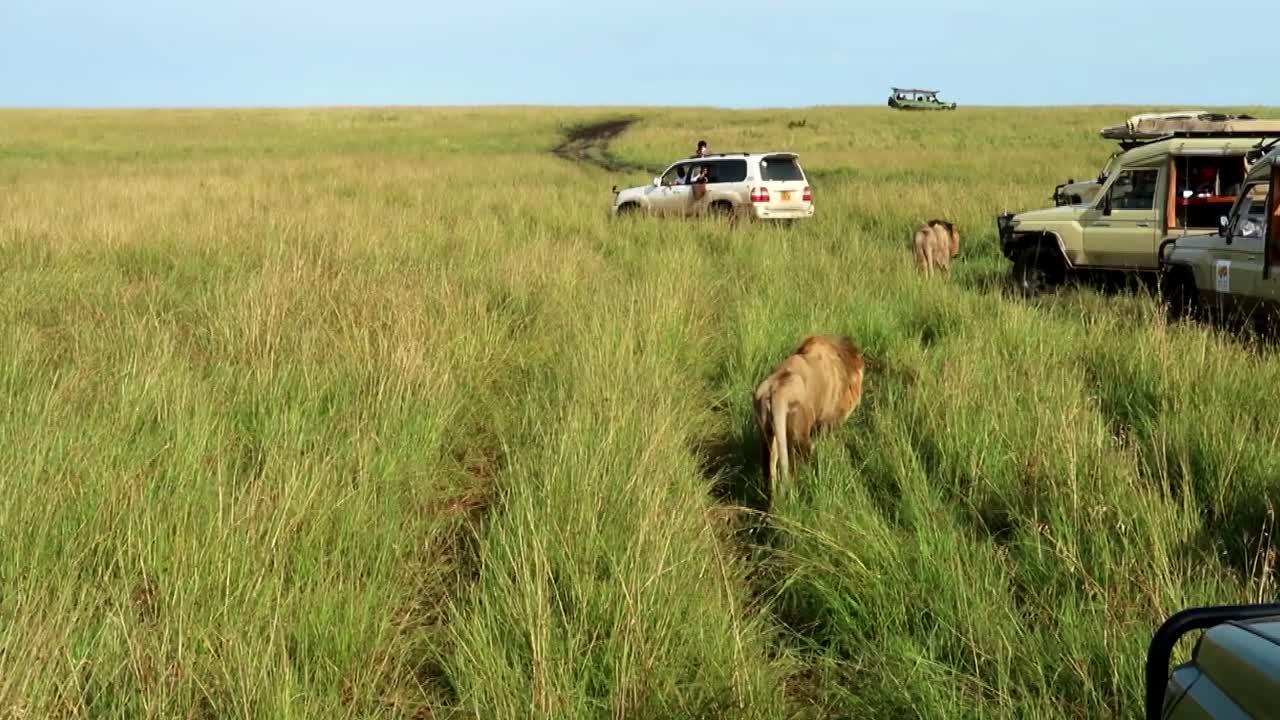 아프리카 사바나에서 사진을 찍는 사람들과 함께 사파리 차량 옆을 걷는 성인 수컷 사자