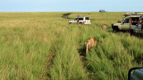 leones machos adultos caminando junto a vehículos de safari con gente tomando fotos en la sabana africana