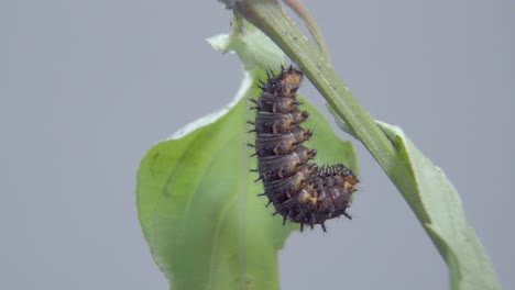 Oruga-De-Pensamiento-Azul-Lista-Para-Entrar-En-Capullo,-Pupa-O-Crisálida