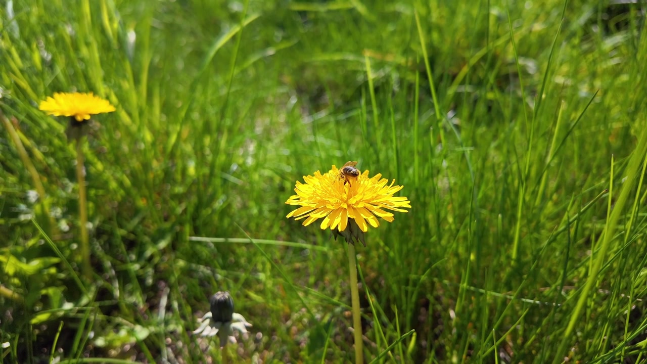 Ape che raccoglie il polline da un tarassaco giallo nell'erba rigogliosa primaverile, a rappresentare il ciclo della natura