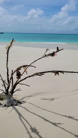 close up tilt up coral dead on white sand beach, os roques venezuela