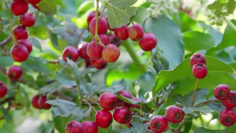 Ripe-Hawthorn-berries-in-morning-sunlight,-a-common-and-healthy-foraging-choice-for-wildlife-in-woods-and-towns