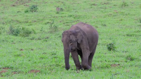 Los-Elefantes-Asiáticos-Son-Especies-En-Peligro-De-Extinción-Y-También-Son-Residentes-De-Tailandia