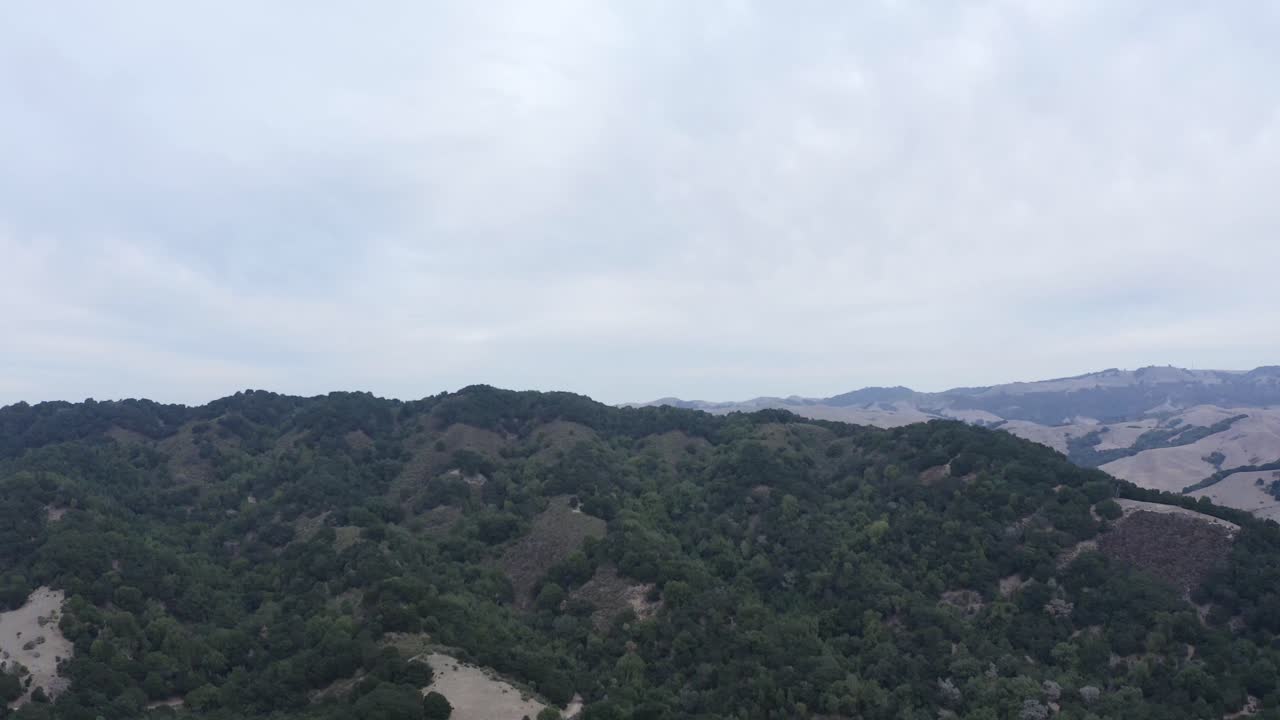 미디어 라이저를 위한 숲의 깊은 색상