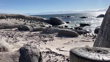 Una-Bandada-De-Gaviotas-Sentadas-En-La-Playa-De-Boulders-Beach-Cerca-De-Simons-Town,-Sudáfrica