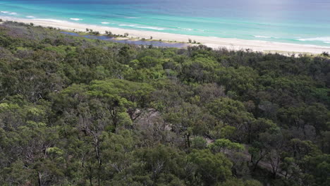 Truck-parallels-beach-on-sandy-road-through-gnarled-forest-trees