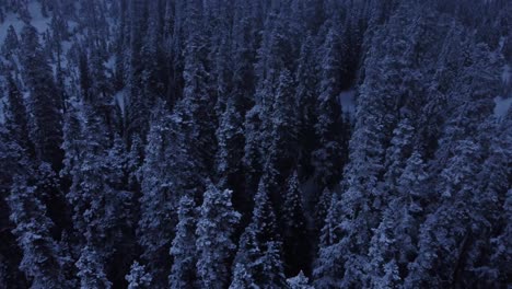 This-collection-of-stunning-video-clips-captures-the-serene-beauty-and-quietness-of-a-forest-blanketed-in-snow-and-encased-in-frost