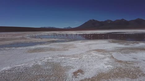 Endless-salt-flats-surface-and-flock-of-flamingo-birds-taking-flight