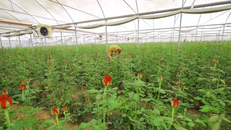 producción de rosas, cultivo de plántulas de flores en invernadero.