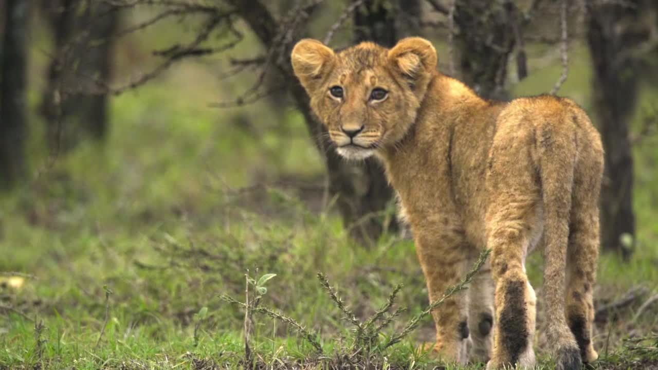 Lion Cub Looking Around