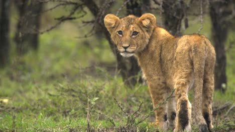 lion cub looking around