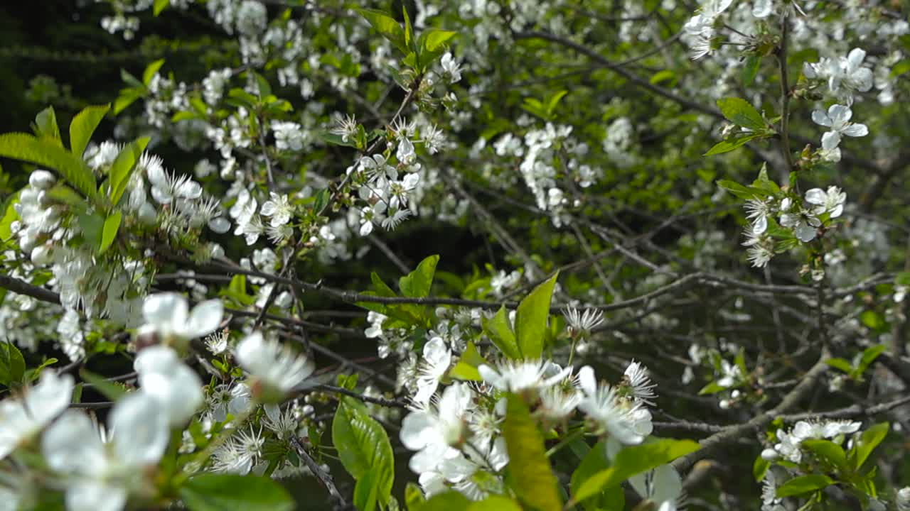 Static close up of flowering branches moving in the wind, blossom focus. Apple or cherry white blossoms buds are in full bloom. Densely clustered tree flowers in the sunlight. Vibrant spring visuals