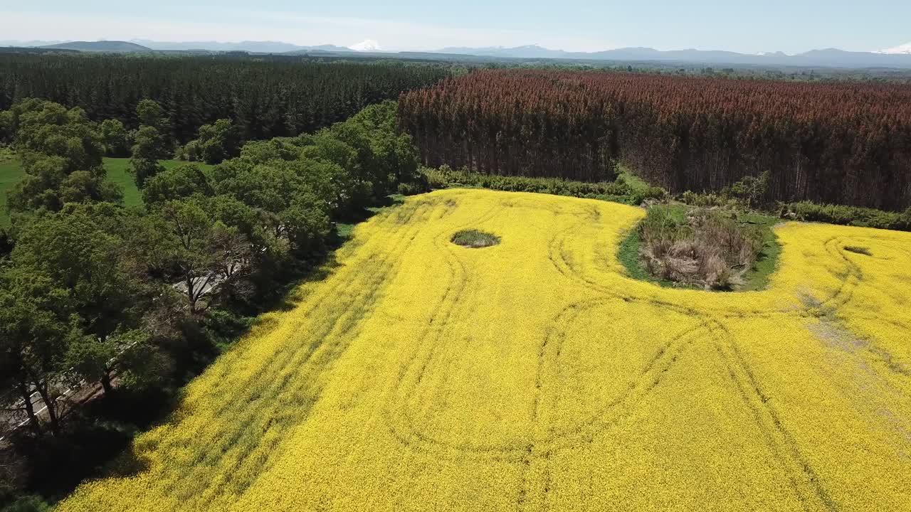 Colors of Agricultural Fields in Chile. Drone Aerial View of Yellow Canola Oil, Red and Green Forest Under Blue Sky