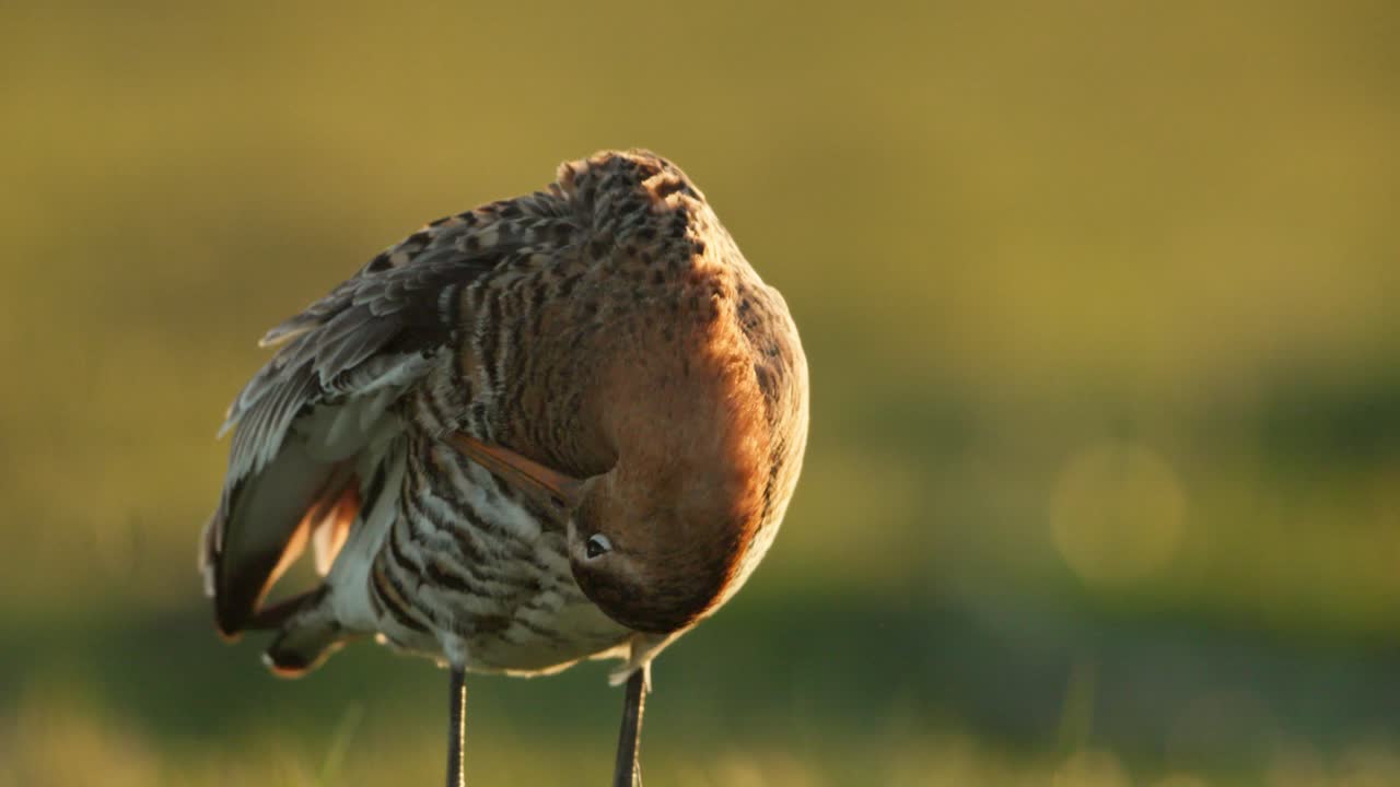 Frontal close-up portrait of black-tailed godwit bird grooming in sunlight