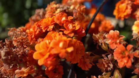 close-up of orange flowers
