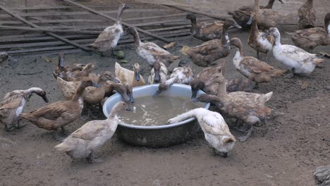 raft of ducks inside a farm drinking water from a steel basin