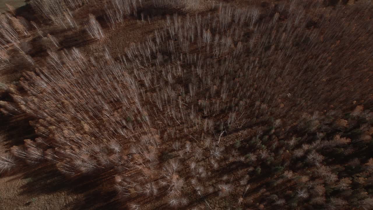 Drone footage of dense birch woodland with bare trunks and brown foliage in late autumn, shot from above in the Ural Mountains, Russia, natural background