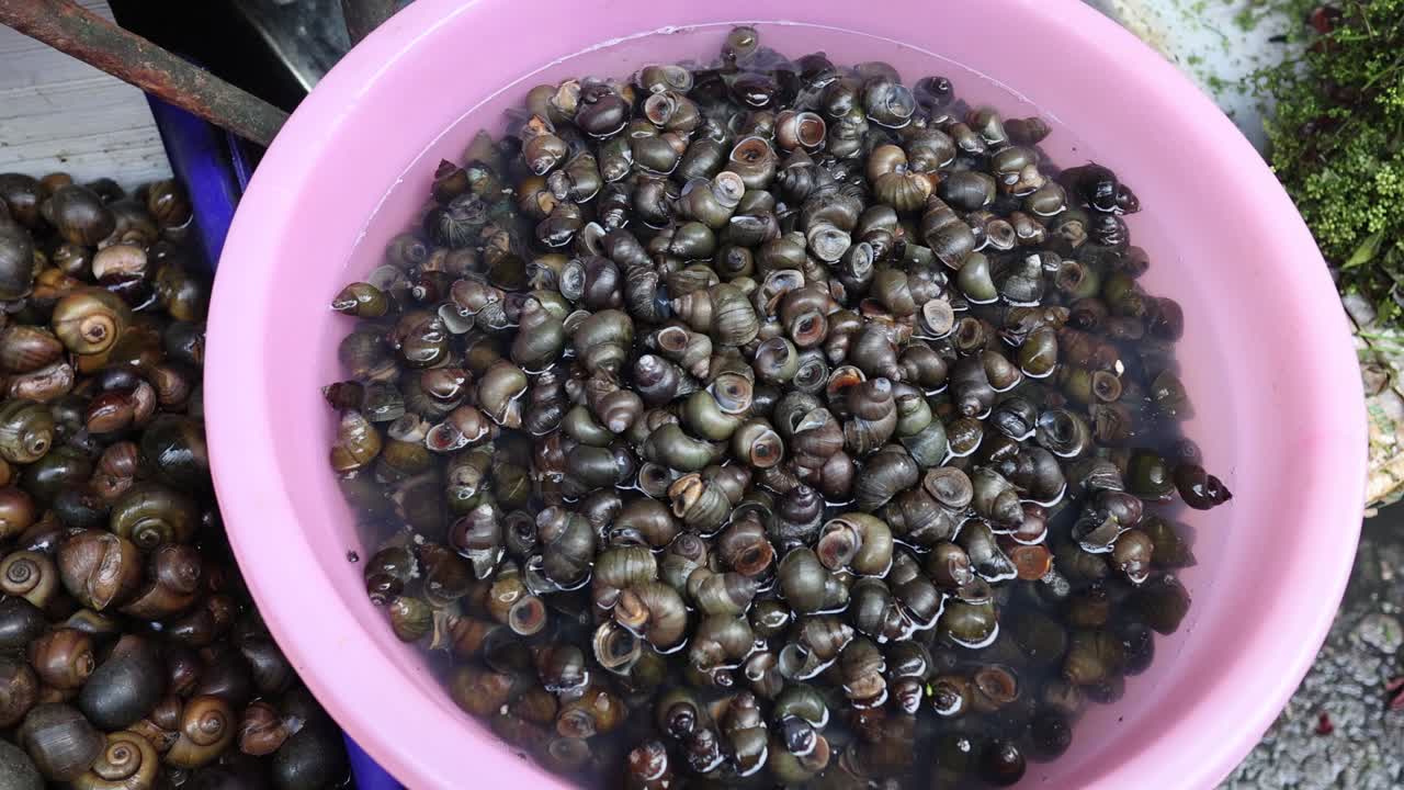 다양한 달이 들 이 플라스틱 용기 에 정렬 되고 있다