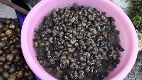 various snails being sorted in plastic basins