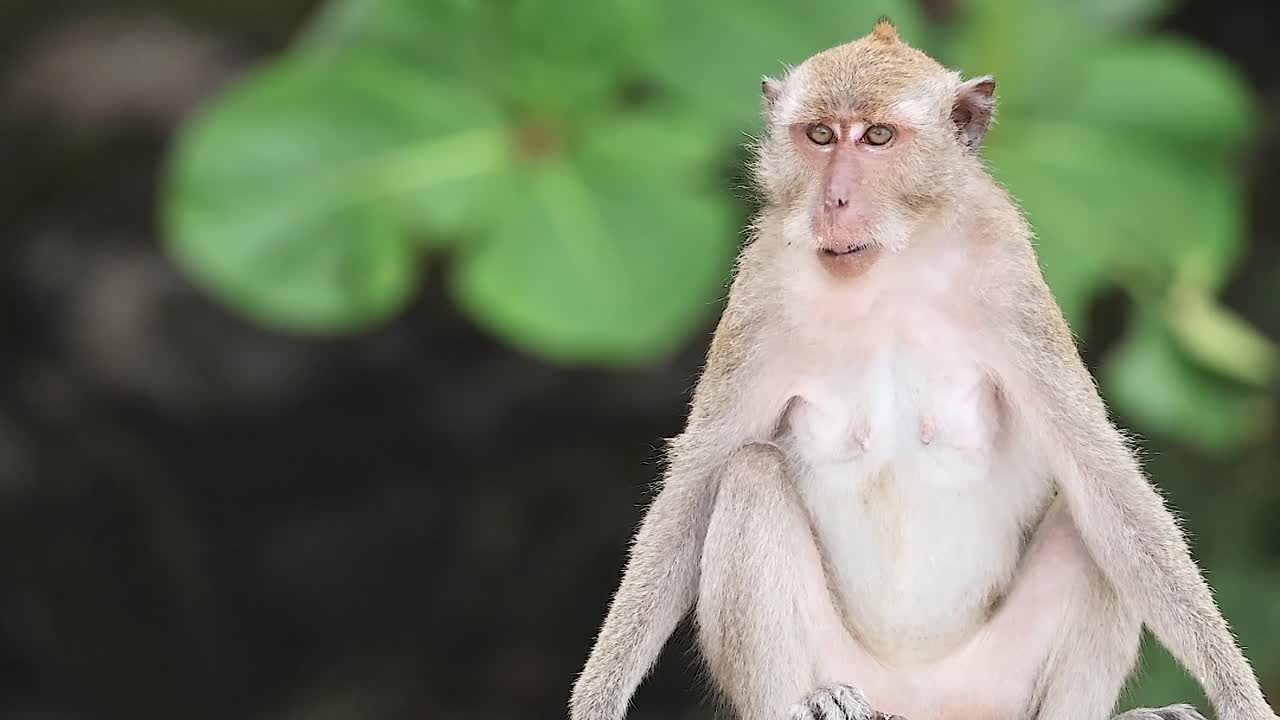 A wild macaque monkey sits observing its surroundings before walking across a sandy surface