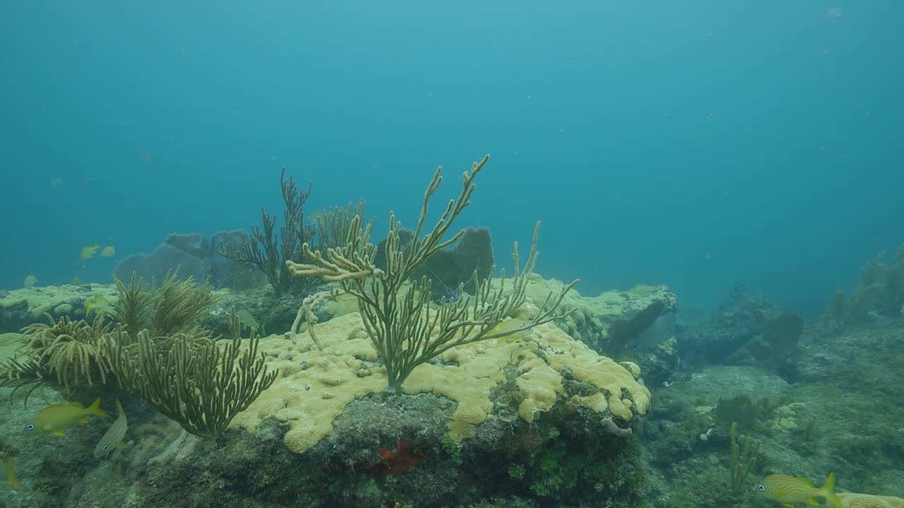 Coralli della barriera corallina della Florida che ondeggiano tra le onde