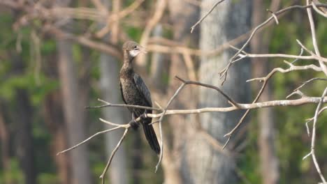 Kormoran-Im-Teichbereich,-Der-Auf-Nahrung-Wartet.