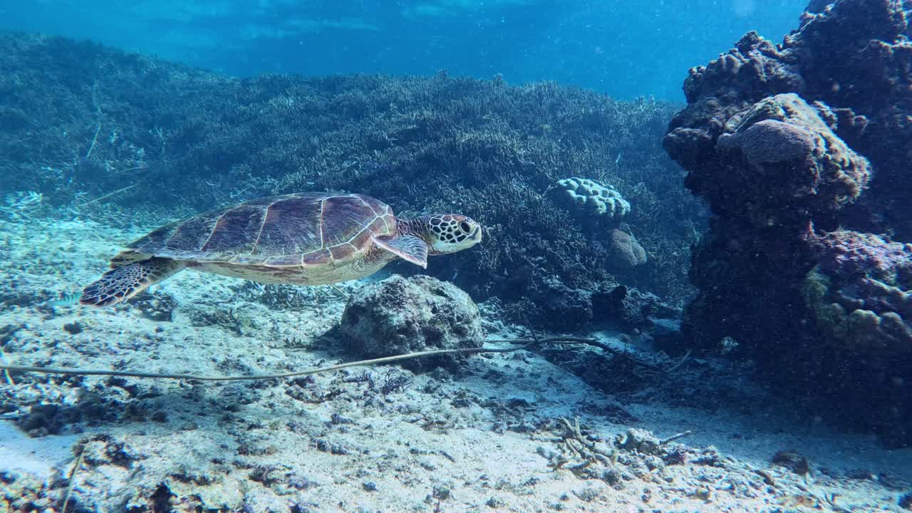 Closeup Of A Engandgered Sea Turtle Swimming In Crystal Blue Ocean - underwater, side view