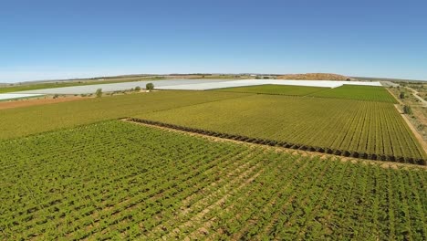 Viñedos-A-Lo-Largo-Del-Río-Naranja