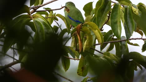 periquito de cuero naranja con plumas azules a lo largo del borde de la punta de la ala, vista trasera