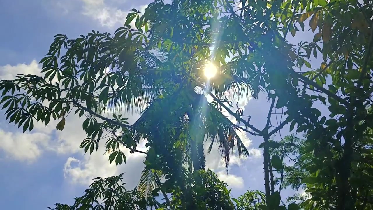 Sinar Matahari Menembus Daun Pohon Tropis Berlatar Langit Biru