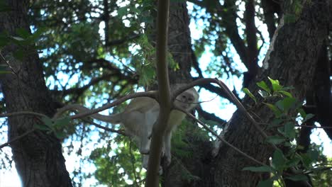 cámara lenta de un lindo mono africano salvaje joven en un árbol mirando a la cámara y luego camina hacia abajo