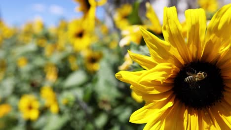 bee interacting with sunflower in a field