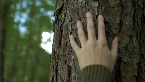 woman's hand gently touches the bark of a tree