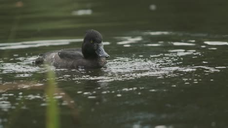 Schwarze-Büschelente-Schüttelt-Wasser-In-Zeitlupe-Ab