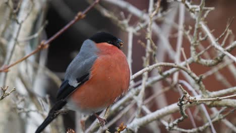 male eurasian bullfinch bird jumps on tree twigs feeding tree buds - zoom in close-up