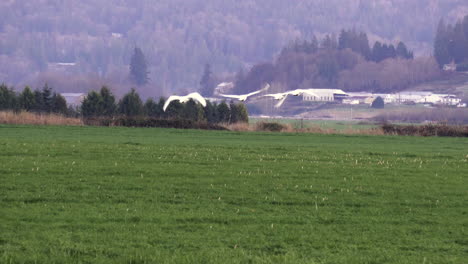 four trumpeter swans flying low over a field at sunset in the snohomish valley