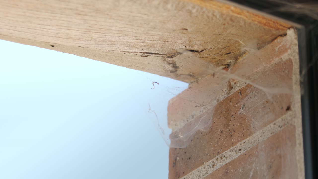 창문 창문의 모 ⁇ 이에 거미줄