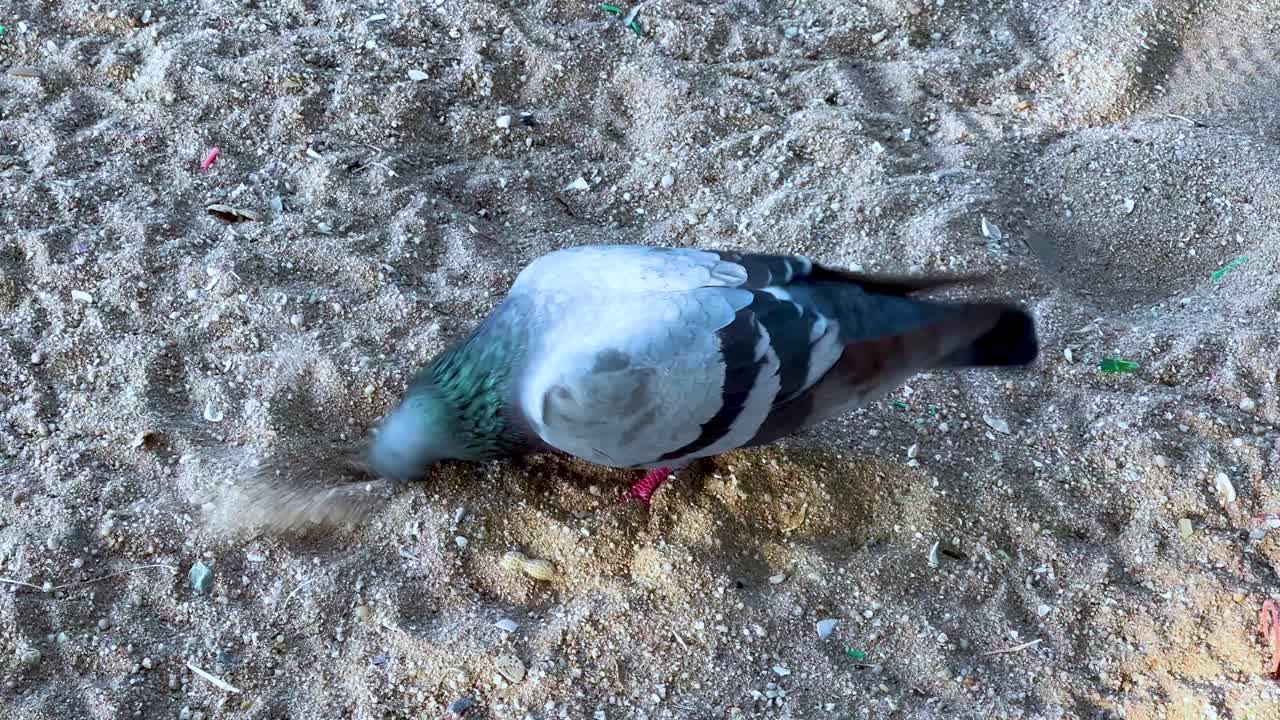 paloma picoteando la arena en la playa de chonburi