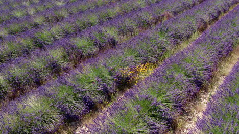 Campo-De-Lavanda-Cerrar-Vista-Aérea-Sobre-él-Francia-Provenza