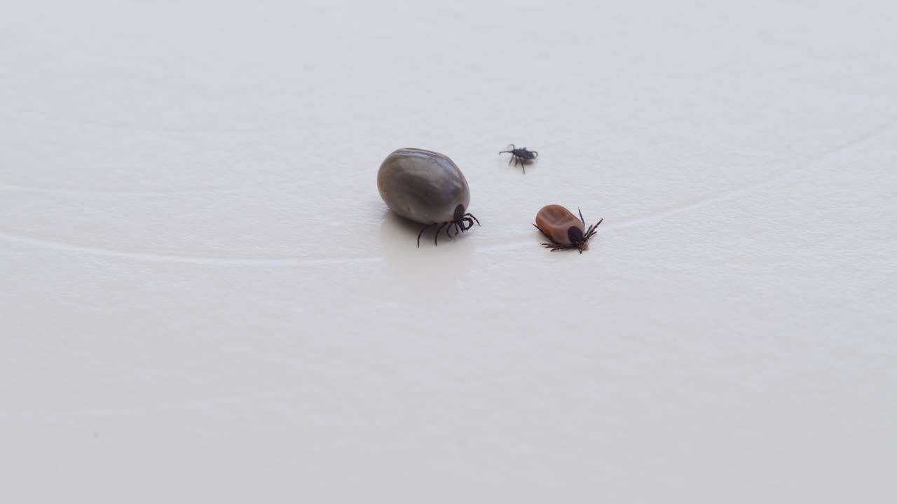 tres parásitos de garrapatas uno al lado del otro, de tamaño pequeño, mediano y grande