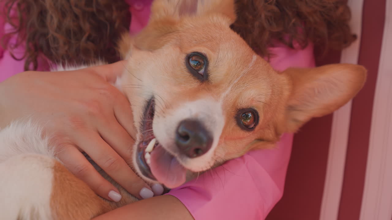 Playful Dog Antics, Corgi Exhibits Mischievous Grin And Playful Attitude With Owner Outside, An Animated Dog Showing Teeth And Playful Gestures While Being Held On Swing By Woman In Garden Setting