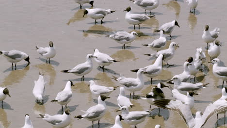 Caminando-Y-Chapoteando-En-Las-Turbias-Aguas-De-Bangphu,-Una-Bandada-De-Gaviotas-Migratorias-Buscan-Comida-Mientras-Se-Preparan-Para-Regresar-Al-Norte-De-Donde-Son.