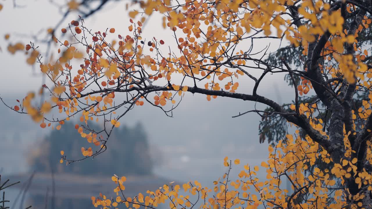 자작나무의 밝은 잎의 클로즈업 샷