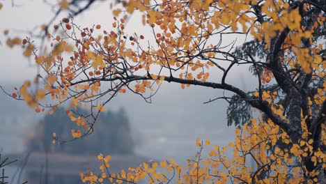 a close-up shot of the bright leaves of the birch tree