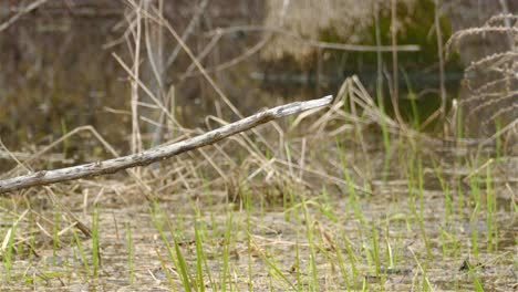 Ein-Grauer-Und-Gelber-Vogel,-Der-In-Freier-Wildbahn-Auf-Einem-Ast-Sitzt