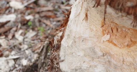 half cut tree trunk in forest 2